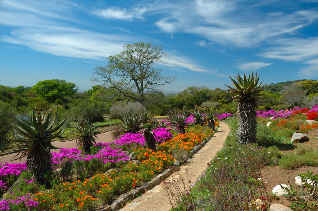 Kirstenbosch near Cape Town