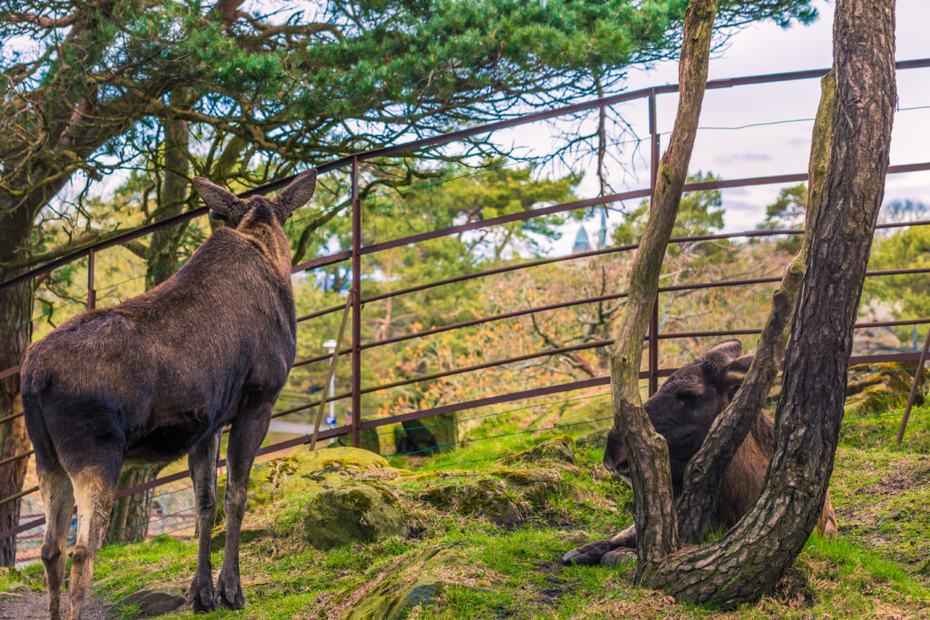 A Moose in Slottskogen park in Gothenburg, Sweden