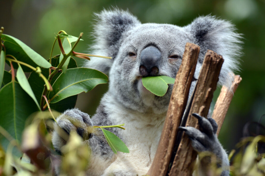 Lone Pine Koala Sanctuary at Brisbane