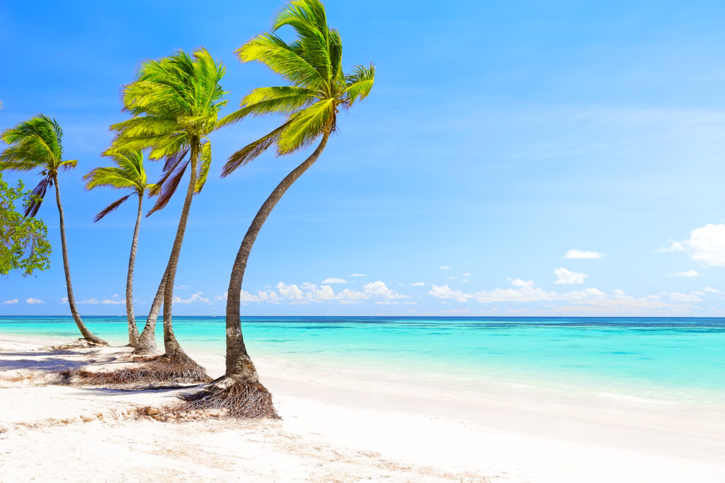 Coconut palm trees on white sandy beach in Dominican Republic
