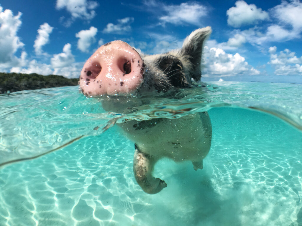 Wild swimming pig on large Majoren Cay in the Bahamas