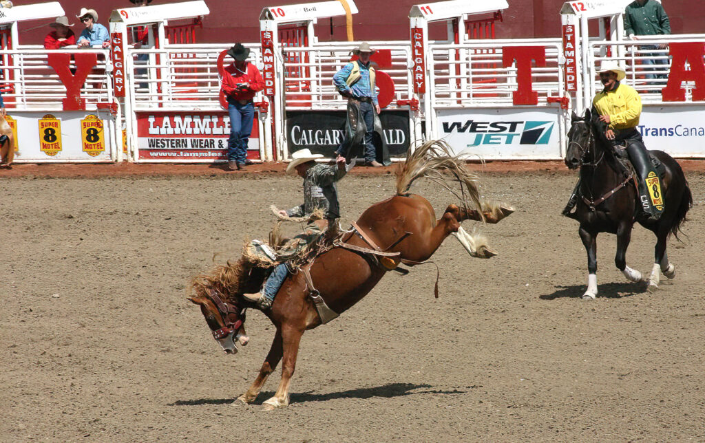 Cowboy riding bucking bronco at the Calgary Stampede, Alberta, Canada