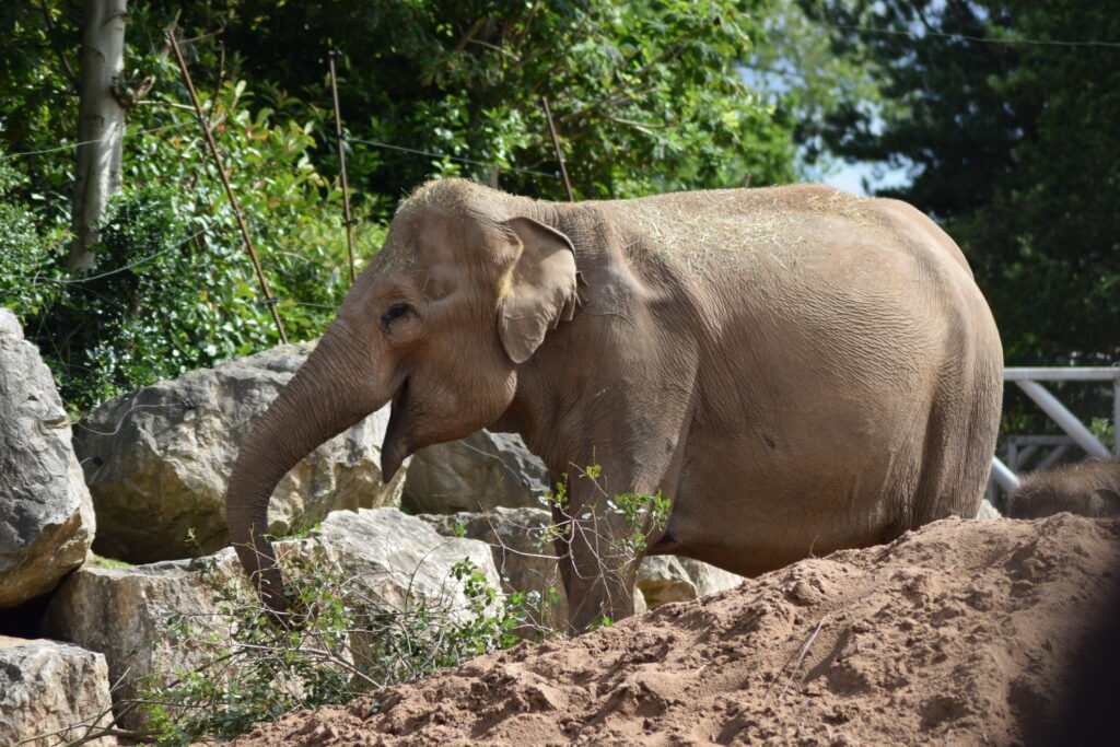 Elephant at Chester Zoo