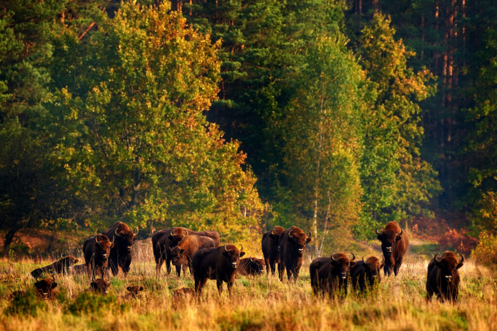 Bisons in the Bialowieza Forest