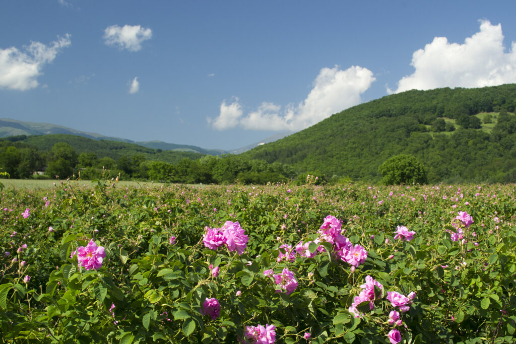 Bulgarian Valley of Roses