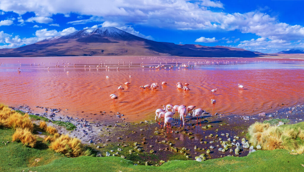 Flamingos in Laguna Colorada, Uyuni, Bolivia