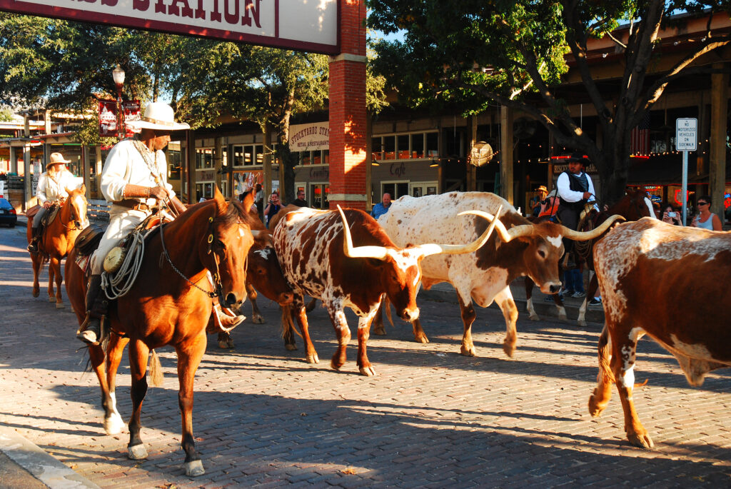 The Famous Ft Worth Stockyards Cattle Drive goes through the streets of the historic district