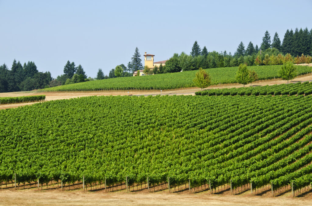 Vineyards in the Willamette Valley Oregon