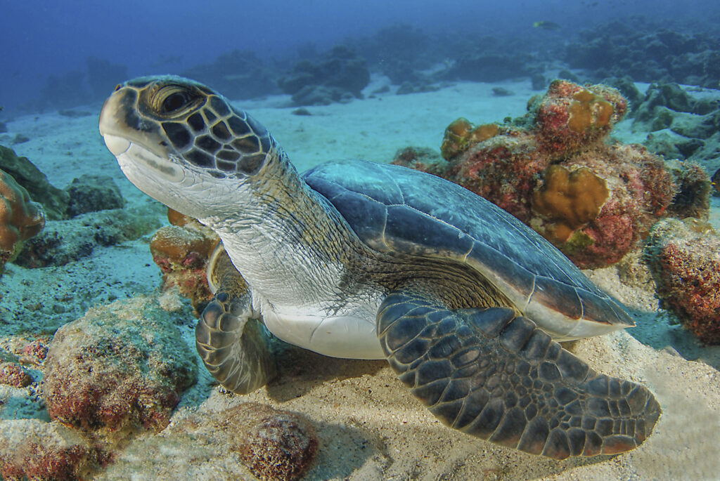 Sea turtle on the sand, Cocos Island, Costa Rica