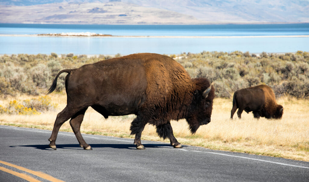 Bison in Antelope Island, Salt Lake City, Utah