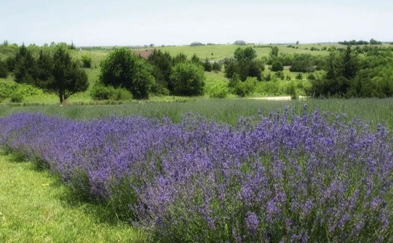 Lavender Farm Kansas